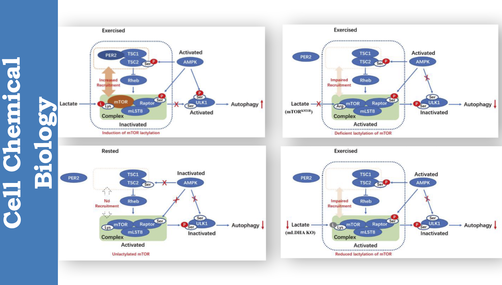 營養(yǎng)與健康所應浩研究組合作揭示運動促進肌肉健康新機制